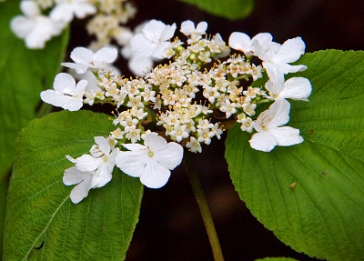 [A multi-blossomed flower with very small, five-petaled flowers in the center and larger four-petaled flowers surrounding the smaller ones and set on large, green, oval leaves.]